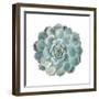 Round Succulent Top Isolated on White Background-kenny001-Framed Photographic Print