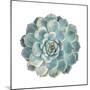Round Succulent Top Isolated on White Background-kenny001-Mounted Photographic Print