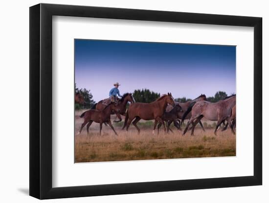 Round Up At Dawn-Steve Gadomski-Framed Photographic Print