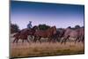 Round Up At Dawn-Steve Gadomski-Mounted Photographic Print