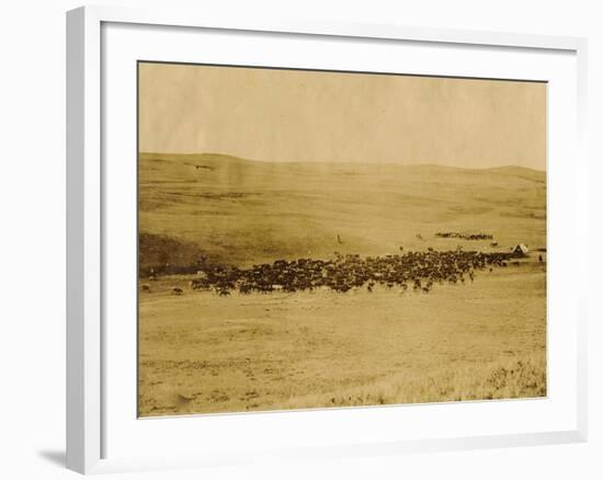 Round-Up On Range West Of Ft. Pierre 1903-09-P.H Kellogg-Framed Art Print