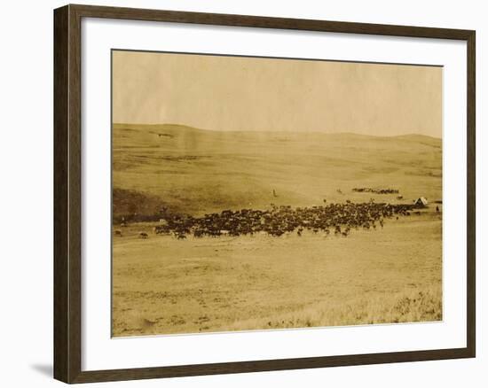 Round-Up On Range West Of Ft. Pierre 1903-09-P.H Kellogg-Framed Art Print