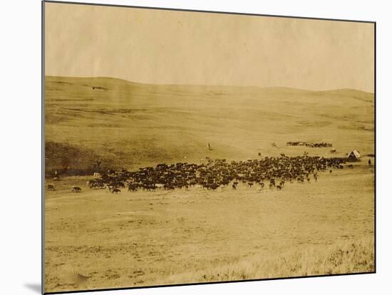 Round-Up On Range West Of Ft. Pierre 1903-09-P.H Kellogg-Mounted Art Print