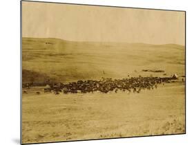 Round-Up On Range West Of Ft. Pierre 1903-09-P.H Kellogg-Mounted Art Print