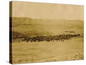 Round-Up On Range West Of Ft. Pierre 1903-09-P.H Kellogg-Stretched Canvas