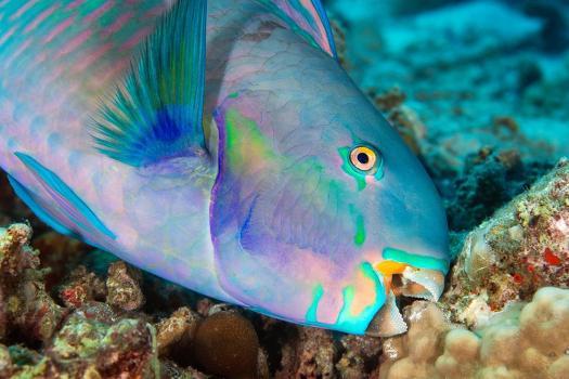 roundhead parrotfish feeding on coral and algae' Photographic