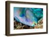 roundhead parrotfish feeding on coral and algae-alex mustard-Framed Photographic Print