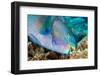 roundhead parrotfish feeding on coral and algae-alex mustard-Framed Photographic Print