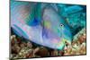 roundhead parrotfish feeding on coral and algae-alex mustard-Mounted Photographic Print
