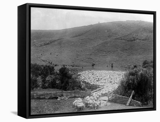 Rounding Up Sheep-null-Framed Stretched Canvas