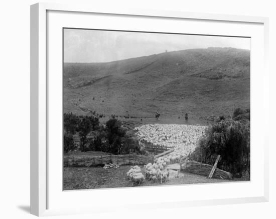 Rounding Up Sheep-null-Framed Photographic Print