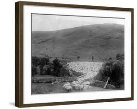 Rounding Up Sheep-null-Framed Photographic Print