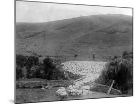 Rounding Up Sheep-null-Mounted Photographic Print