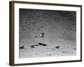 Rounding Up Wild Horses by Plane-Rex Hardy Jr.-Framed Premium Photographic Print