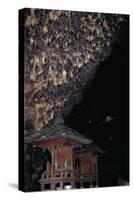 Rousettus Fruit Bats at Goa Lawah Bat Cave Temple, Bali. Indonesia-null-Stretched Canvas