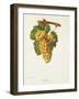 Rousse Grape-J. Troncy-Framed Giclee Print