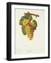 Rousse Grape-J. Troncy-Framed Giclee Print