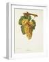 Rousse Grape-J. Troncy-Framed Giclee Print