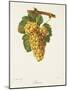 Rousse Grape-J. Troncy-Mounted Giclee Print