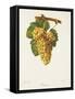 Rousse Grape-J. Troncy-Framed Stretched Canvas