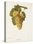 Rousse Grape-J. Troncy-Stretched Canvas