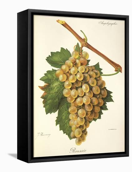 Roussee Grape-J. Troncy-Framed Stretched Canvas