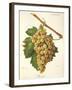 Roussee Grape-J. Troncy-Framed Giclee Print