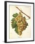 Roussee Grape-J. Troncy-Framed Giclee Print