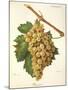 Roussee Grape-J. Troncy-Mounted Giclee Print