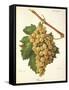 Roussee Grape-J. Troncy-Framed Stretched Canvas