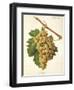 Roussee Grape-J. Troncy-Framed Giclee Print