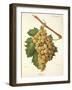 Roussee Grape-J. Troncy-Framed Giclee Print