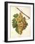 Roussee Grape-J. Troncy-Framed Giclee Print