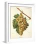 Roussee Grape-J. Troncy-Framed Giclee Print