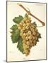 Roussee Grape-J. Troncy-Mounted Giclee Print