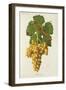 Roussette Grape-J. Troncy-Framed Giclee Print