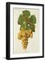 Roussette Grape-J. Troncy-Framed Giclee Print