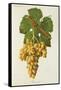 Roussette Grape-J. Troncy-Framed Stretched Canvas