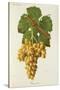 Roussette Grape-J. Troncy-Stretched Canvas