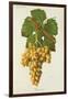 Roussette Grape-J. Troncy-Framed Giclee Print