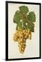 Roussette Grape-J. Troncy-Framed Giclee Print