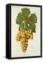 Roussette Grape-J. Troncy-Framed Stretched Canvas