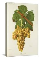 Roussette Grape-J. Troncy-Stretched Canvas