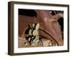 Route 66, Hackberry, Arizona, USA-Julian McRoberts-Framed Premium Photographic Print