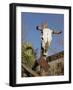 Route 66, Hackberry, Arizona, USA-Julian McRoberts-Framed Photographic Print