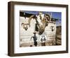 Route 66, Hackberry, Arizona, USA-Julian McRoberts-Framed Photographic Print