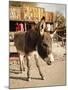 Route 66, Oatman, Arizona, USA-Julian McRoberts-Mounted Premium Photographic Print