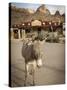 Route 66, Oatman, Arizona, USA-Julian McRoberts-Stretched Canvas