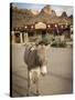 Route 66, Oatman, Arizona, USA-Julian McRoberts-Stretched Canvas