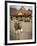 Route 66, Oatman, Arizona, USA-Julian McRoberts-Framed Photographic Print